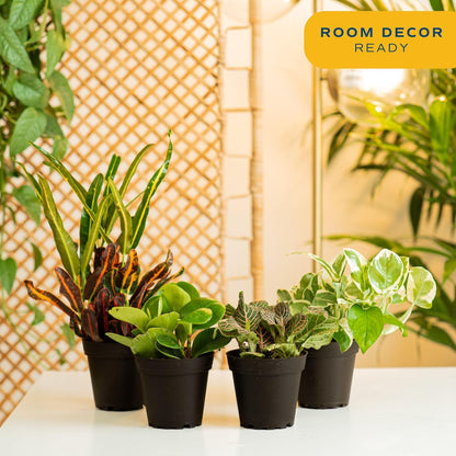 Costa Farms Live Plants (Pack of 4), Easy to Grow Live Indoor Houseplants in 3.8-Inch Plant Pots