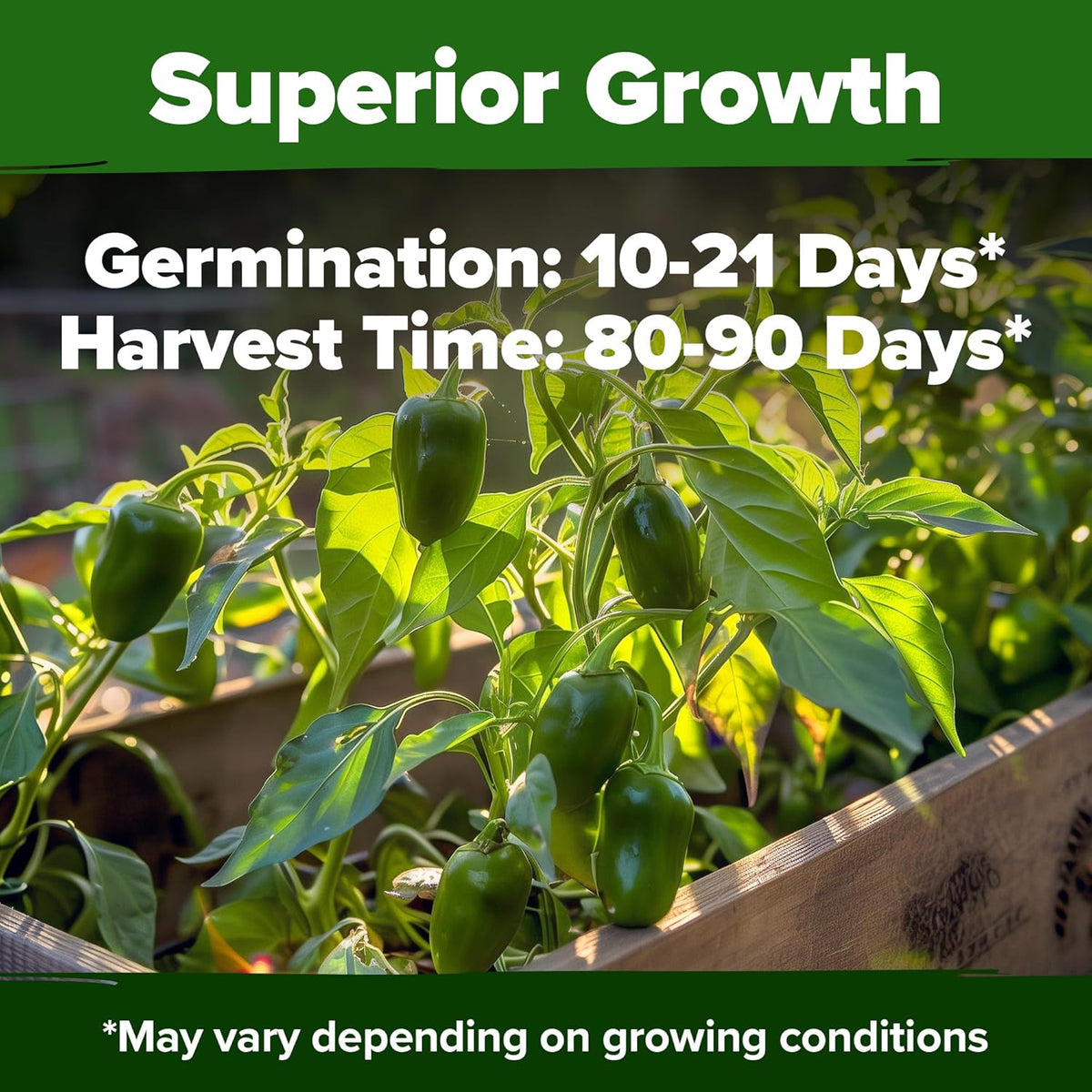 HOME GROWN Jalapeno Pepper Seeds – 258 𝗡𝗢𝗡-𝗚𝗠𝗢 𝗨𝗦𝗔 Heirloom Seeds (Capsicum annuum) – High