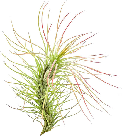 ragnaroc Air Plants - Tillandsia Funckiana, Large 5" - 5ct - Live Arrival Guaranteed - House Plants