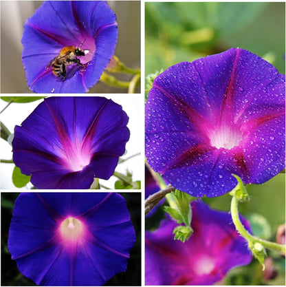 Seed Needs, Grandpa OTT Morning Glory Seeds - 100 Heirloom Seeds for Planting Ipomea purpurea