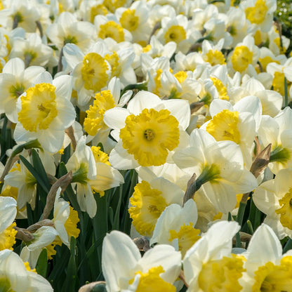 White Lion Daffodil Flowers- 5 Bulbs - Large Narcissus Blooms Crisp White Petals and Ruffled