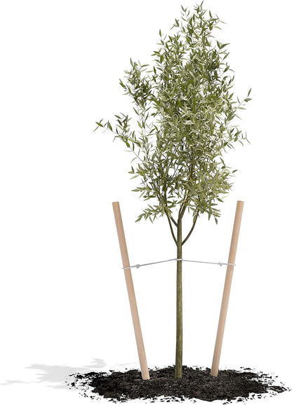 Greenes Fence RC80NR612U Round Lodge Pole Stake, Untreated