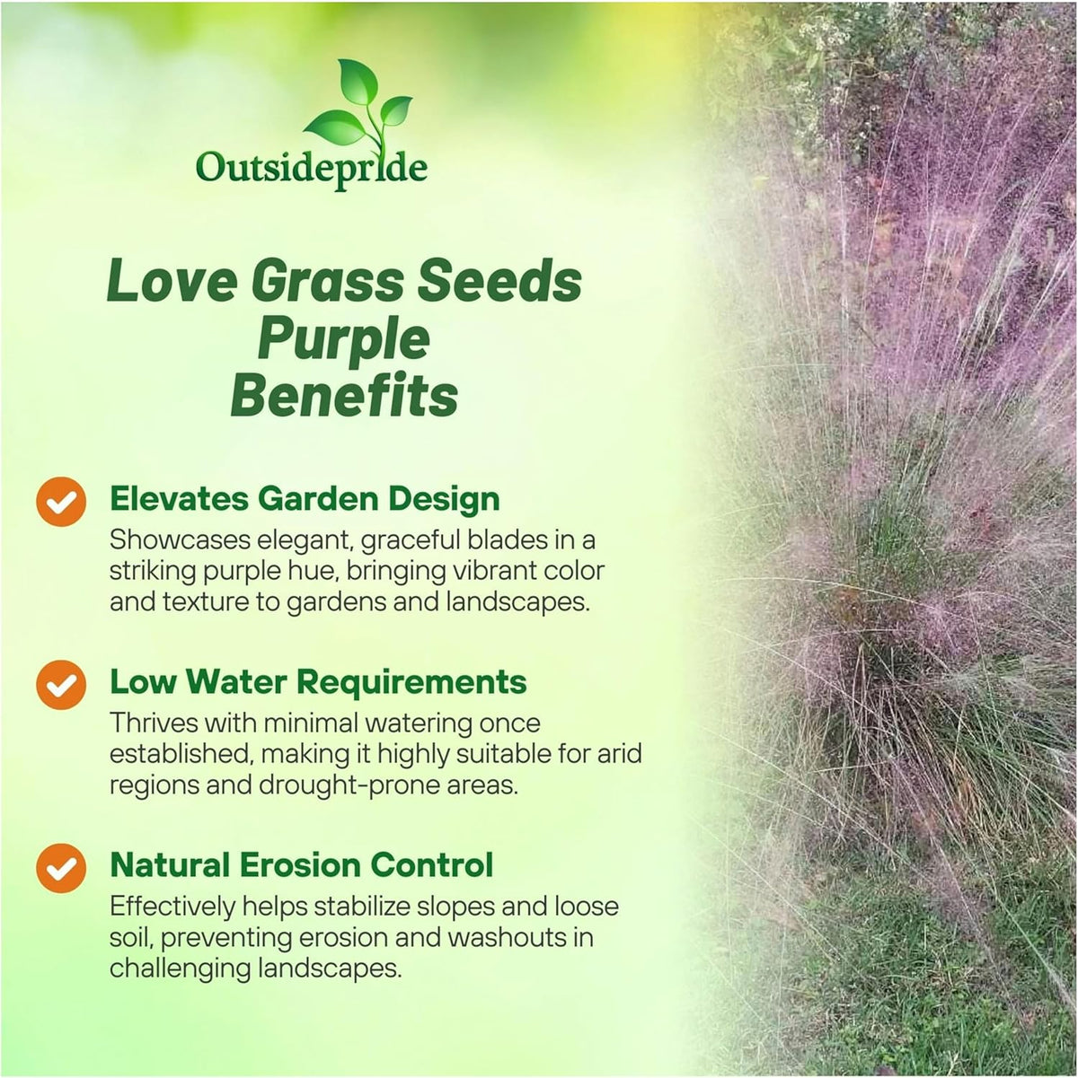 Outsidepride 1000 Seeds Perennial Eragrostis Spectabilis Ornamental Love Grass Seed for Planting