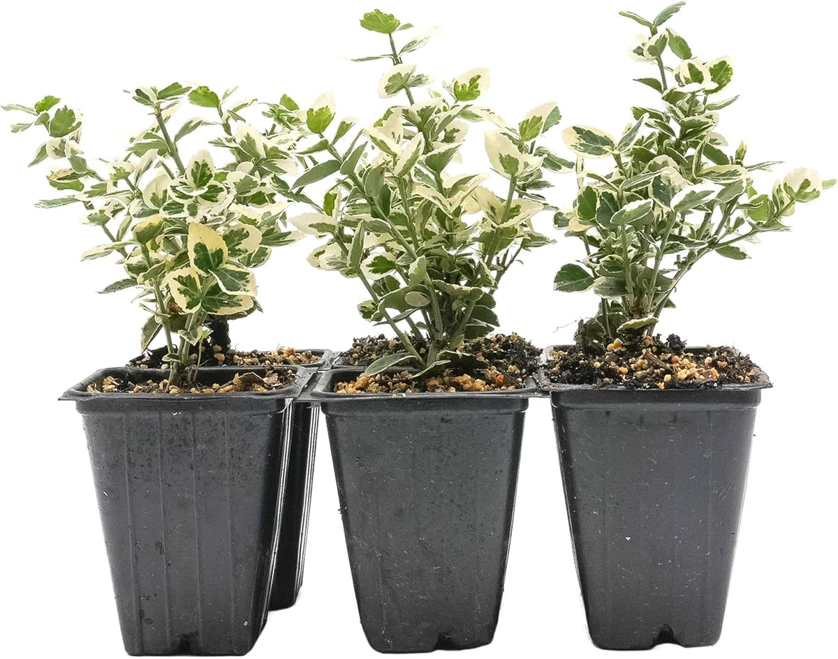 6 Emerald Gaiety Euonymus in 3.5" Nursery Cubes | Euonymus fortunei ‘Emerald Gaiety’ | Live Plants
