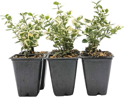 6 Emerald Gaiety Euonymus in 3.5" Nursery Cubes | Euonymus fortunei ‘Emerald Gaiety’ | Live Plants