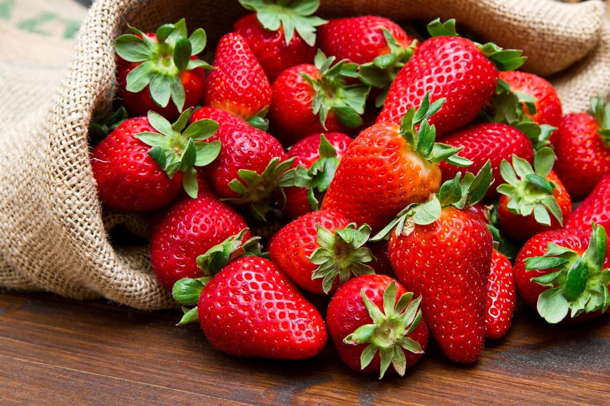 Mountain Jewels Strawberry Plants - Grow Giant Strawberries - Bare Root Plants for Growing (30