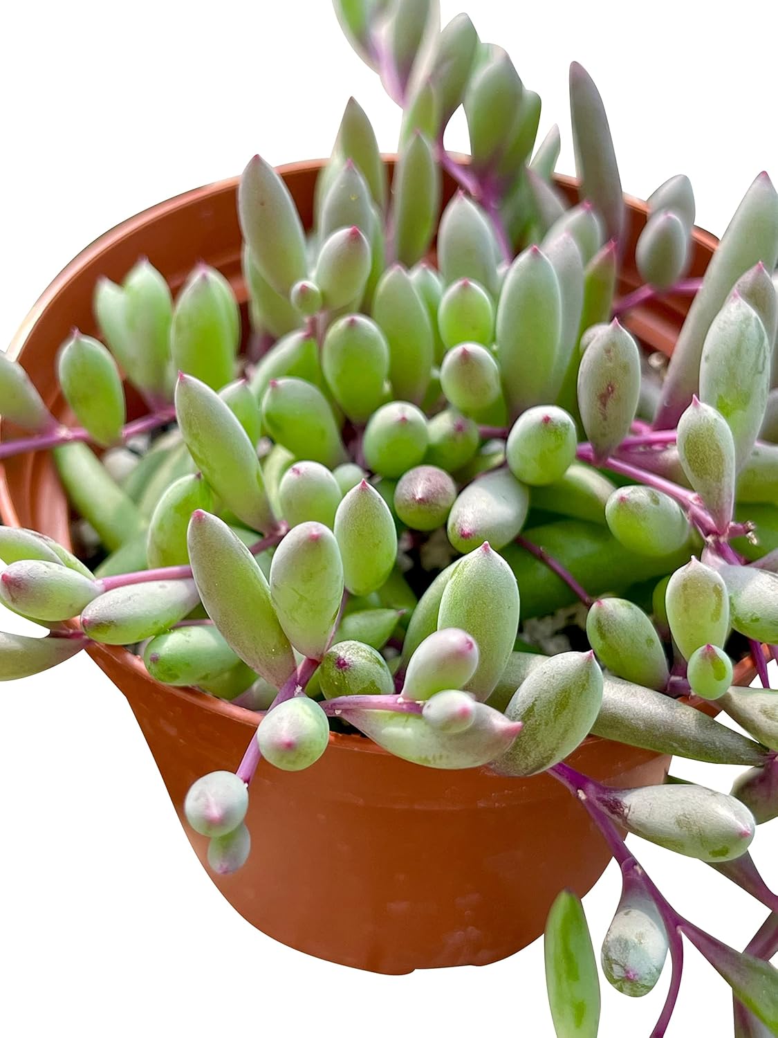Live Succulent 4" Othonna Capensis Ruby Necklace, Succulents Plants Live, Succulent Plants Fully