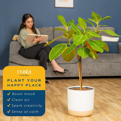 Costa Farms Ficus Audrey Tree Live Plant | 3-4 Ft. Tall Floor Plant | 10-Inch Minimal Decor Pot |