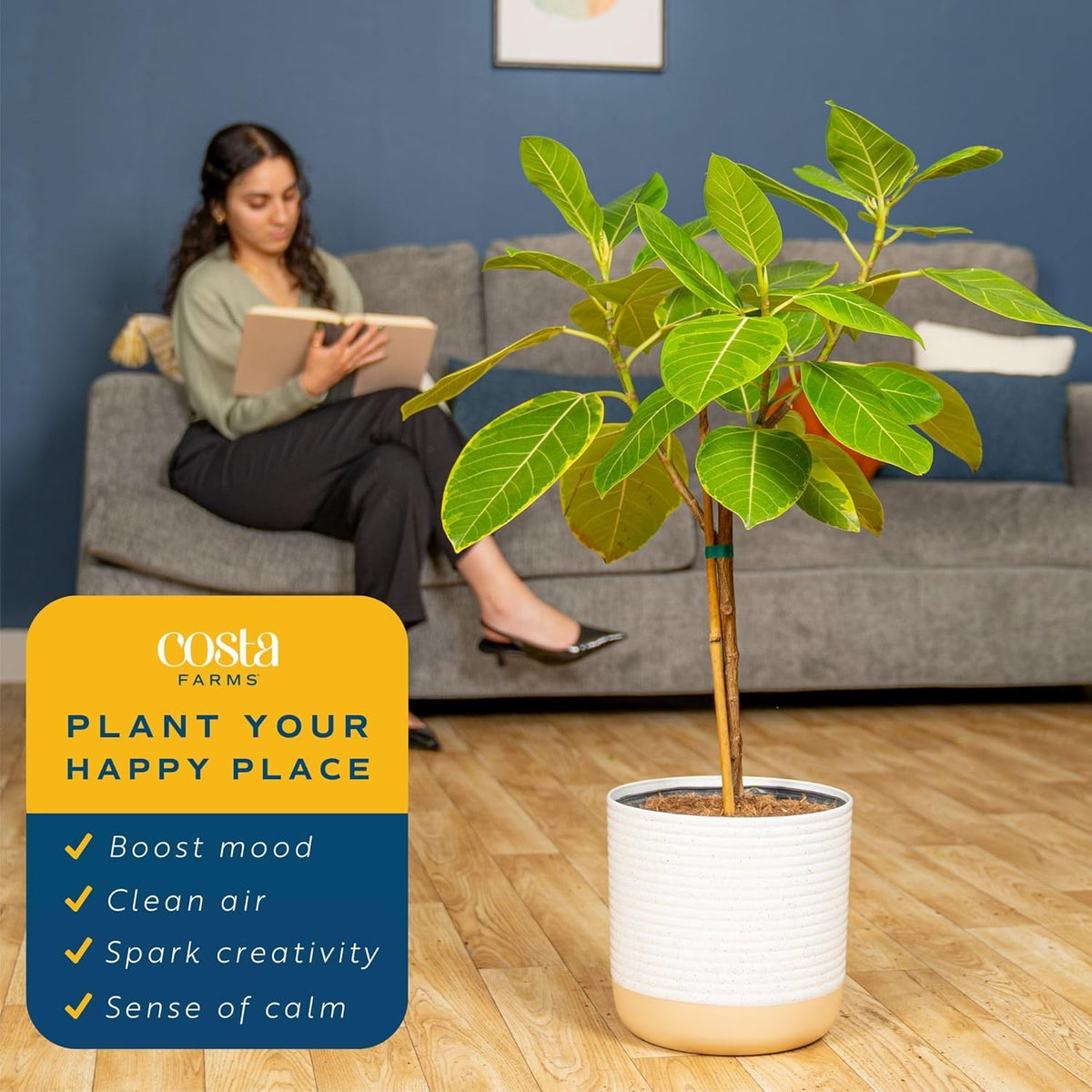 Costa Farms Ficus Audrey Tree Live Plants in Decorative Pot, Large Indoor Houseplant, Perfect for
