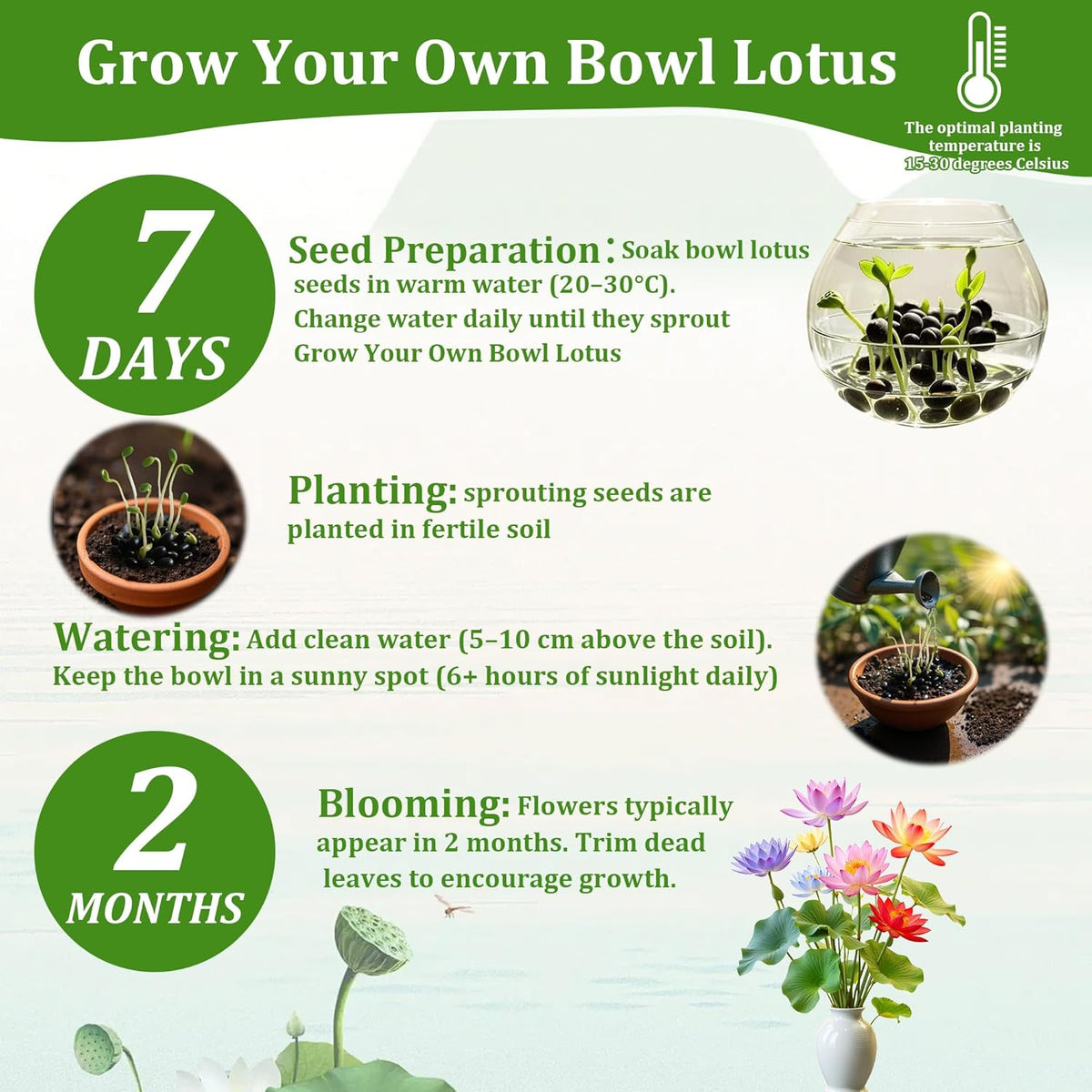 160Pcs Mixed Lotus Seeds for Planting in Water, Colorful Bowl Flower Seeds for Ponds, Bonsai