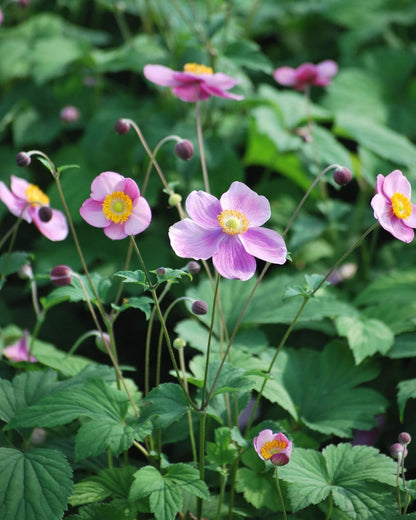 Perennial Farm Anemone Tomentosa 'Robustissima' – Live Windflower Perennial in #1 Container, Soft