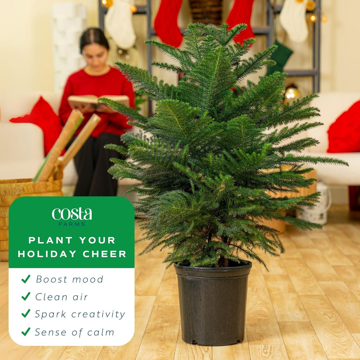 Costa Farms Live Christmas Tree, Large Norfolk Island Pine Live Plant in Plastic Pot, Indoor