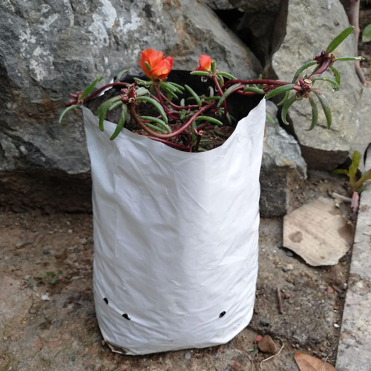 Poly Grow Bag Planters 1 Gallon Grow Bag, 50 Pack Panda Film, Black and White