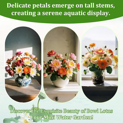 160Pcs Mixed Lotus Seeds for Planting in Water, Colorful Bowl Flower Seeds for Ponds, Bonsai