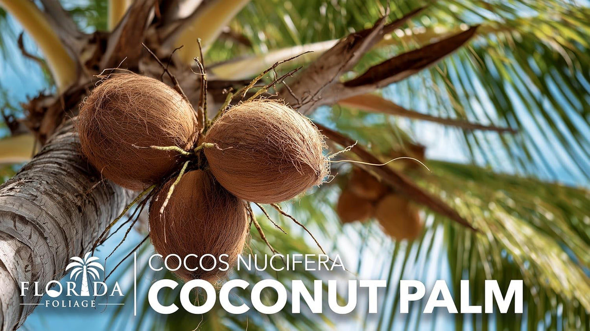 Coconut Palm | 3 Large Gallon Size Plants | Cocos nucifera | Tropical Landscaping, Indoor Tree
