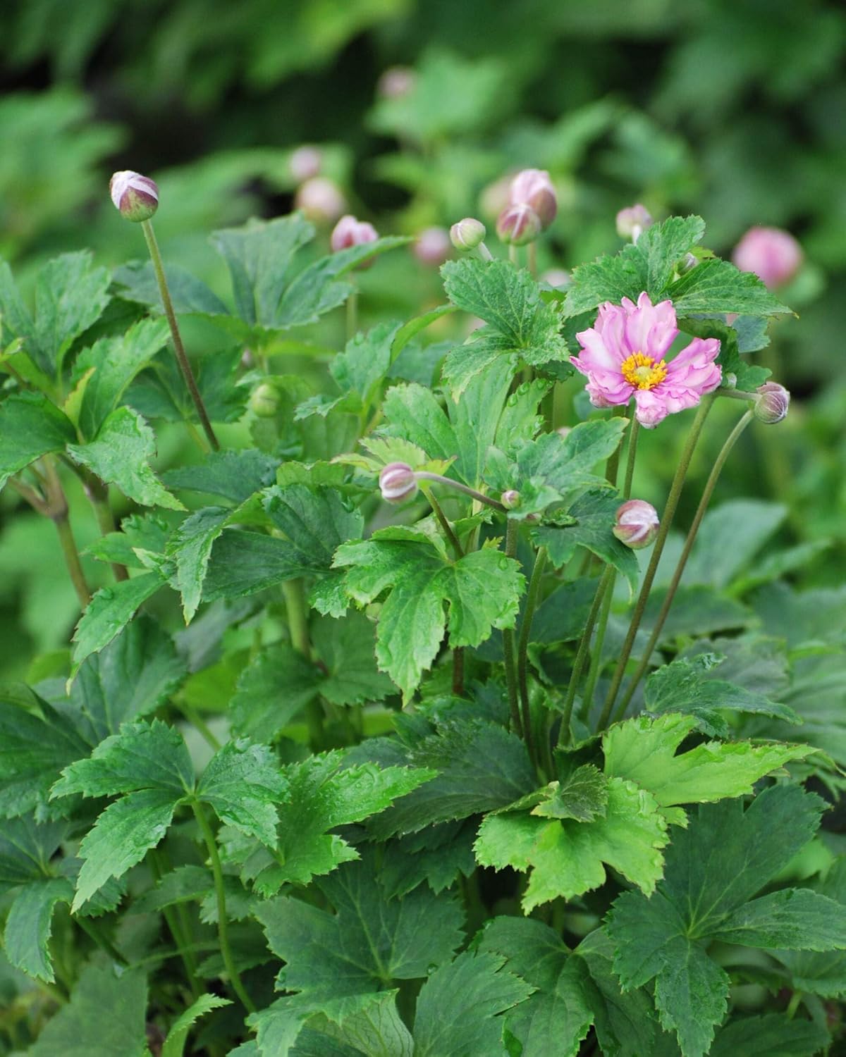 Perennial Farm Anemone x Hybrida Fantasy™ 'Pocahontas' – Live Windflower in #1 Container