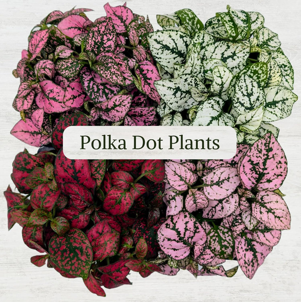 Polka Dot Plant Collection (4-Pack) - House Plants Indoors Live, Air Purifying Live Indoor House