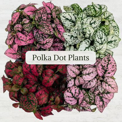 Polka Dot Plant Collection (4-Pack) - House Plants Indoors Live, Air Purifying Live Indoor House