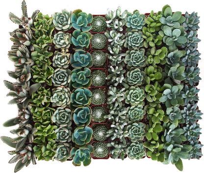 Shop Succulents Blue & Green Succulent Plant Pack Bulk Collection - Live Mini Succulent Plants, Low