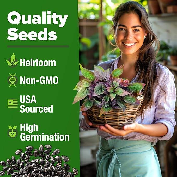 HOME GROWN Thai Basil Seeds Pack - 438 High Germination 𝗡𝗢𝗡-𝗚𝗠𝗢 𝗨𝗦𝗔 Heirloom Herb Seeds