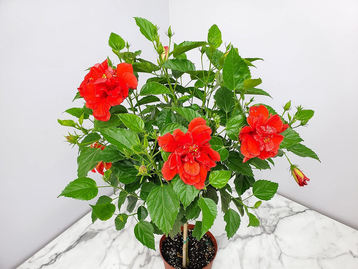 Live Hibiscus Plant - Tropical Flowering Tree - Red Double Flower - Overall Height 38" to 44"