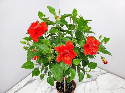Live Hibiscus Plant - Tropical Flowering Tree - Red Double Flower - Overall Height 38" to 44"