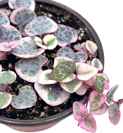 Live Succulent 4" Variegated String of Hearts, Succulents Plants Live, Succulent Plants Rooted
