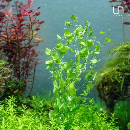 Ultum Nature Systems Cardamine Lyrata Vietnam Tissue Culture Live Plant for Aquarium, Aquascape