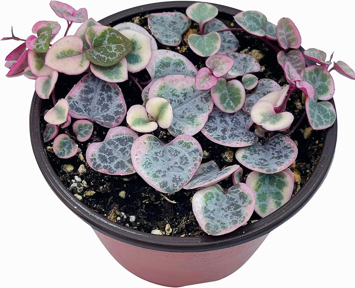 Live Succulent 4" Variegated String of Hearts, Succulents Plants Live, Succulent Plants Rooted