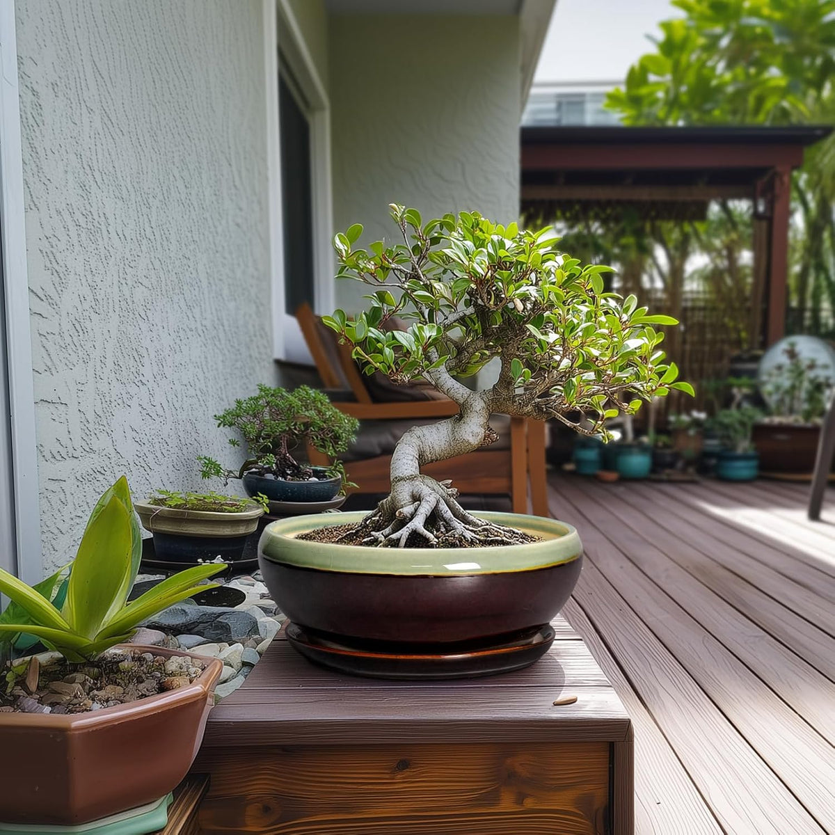 SQOWL Succulent Planters 10 Inch - Ceramic Bonsai Pots with Drainage Hole and Saucer, Shallow