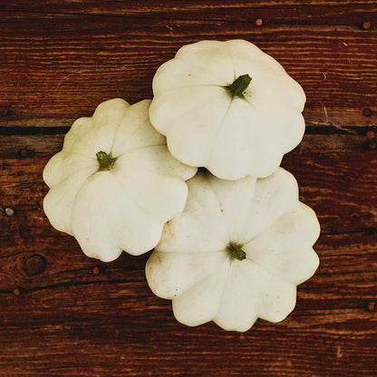 Early White Bush Scallop Squash (White Patty Pan Squash) - 25 Seeds - Bush Squash Variety, Non-GMO