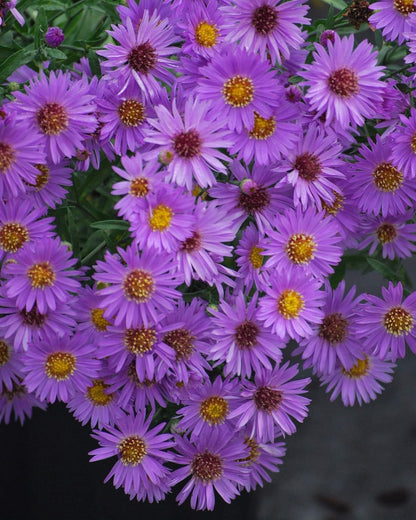 Perennial Farm Aster D. 'Wood's Purple' – Live Perennial in #1 Container, Pale Violet Daisy-Like