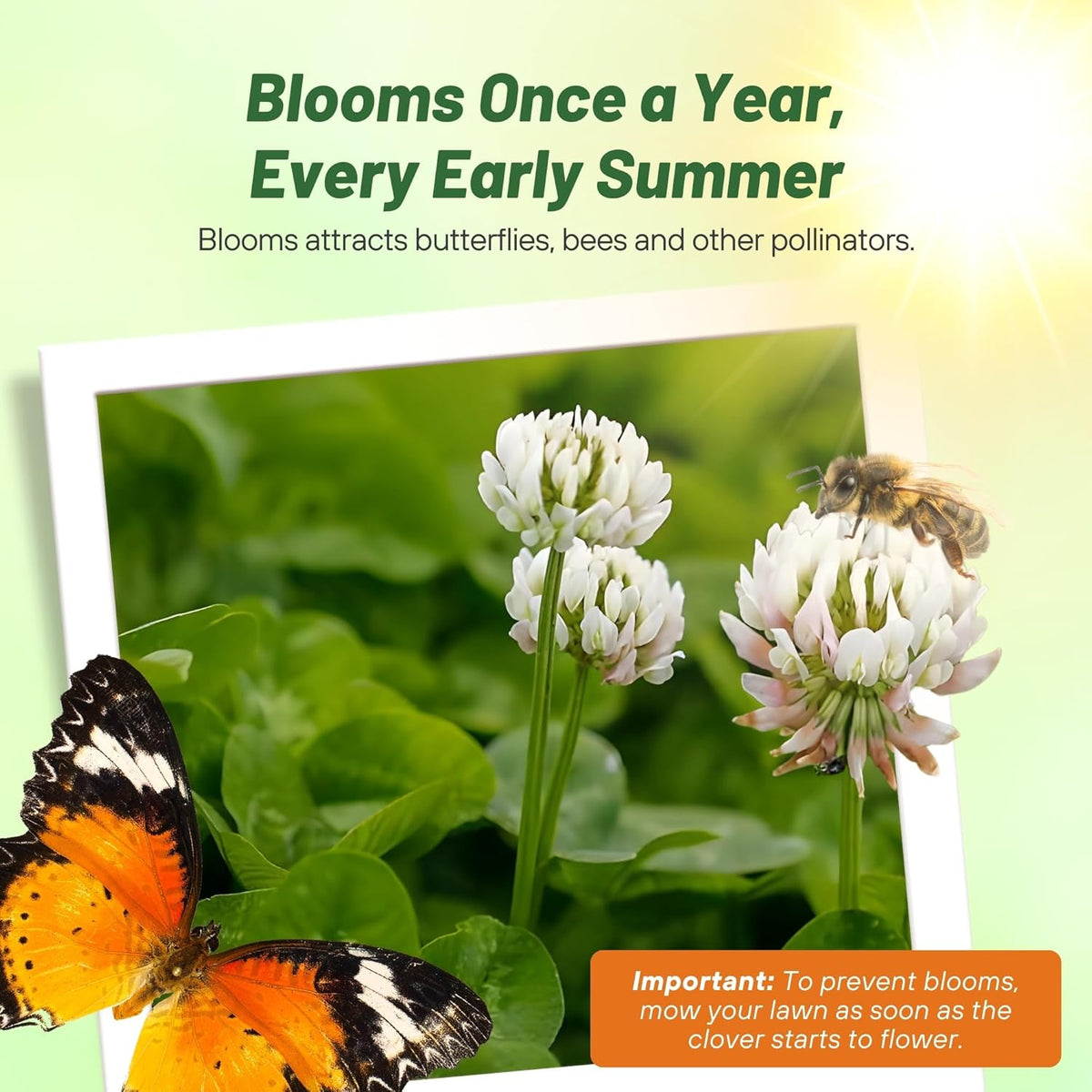Outsidepride Perennial White MiniClover Seed - 5 lb. Dwarf, Small-Leaved, Drought & Wear-Tolerant