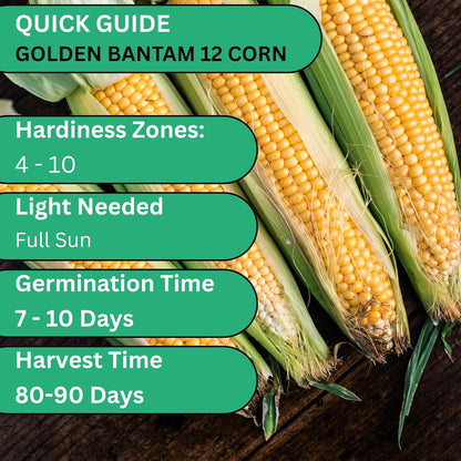 Woods Creek Seeds: Golden Bantam 12 Sweet Corn Seeds for Planting - Heirloom Sweet Corn Seed with