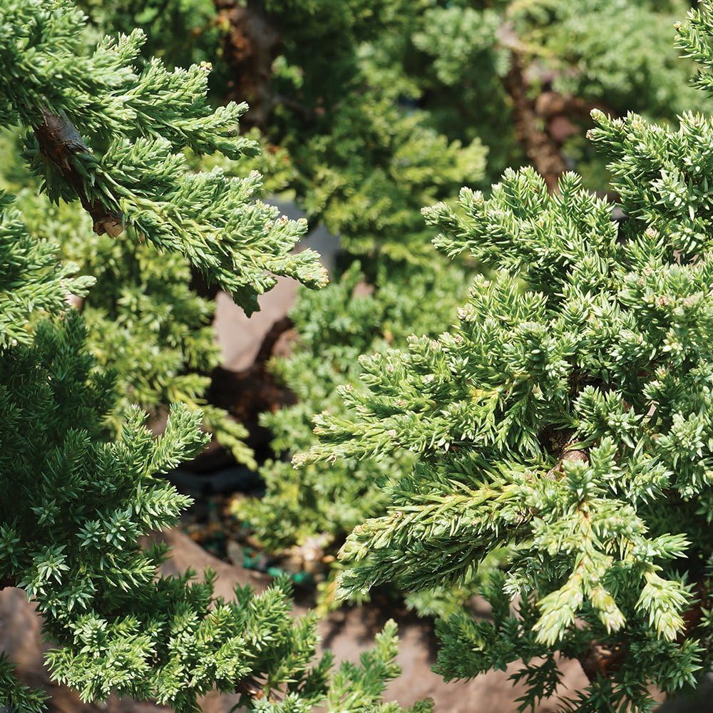 Brussel's Bonsai Live Green Mound Juniper Bonsai Tree - Medium, 5 Year, 6 to 10 Inches - Outdoor