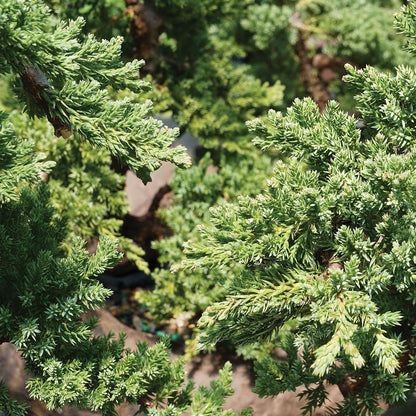 Brussel's Bonsai Live Green Mound Juniper Bonsai Tree - Medium, 5 Year, 6 to 10 Inches - Outdoor