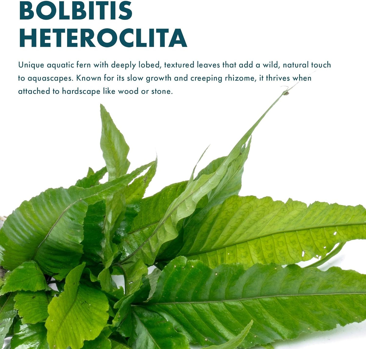SubstrateSource Live Plants - El Niño Fern (Bolbitis heteroclita) - Midground to Background