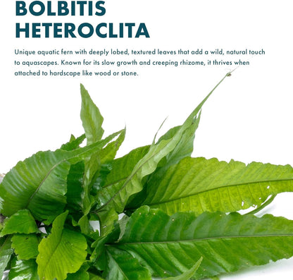 SubstrateSource Live Plants - El Niño Fern (Bolbitis heteroclita) - Midground to Background