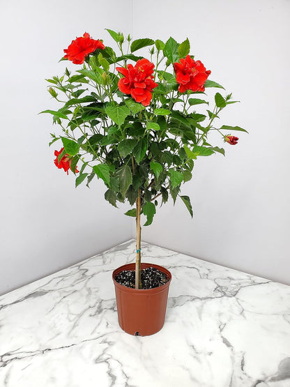 Live Hibiscus Plant - Tropical Flowering Tree - Red Double Flower - Overall Height 38" to 44"