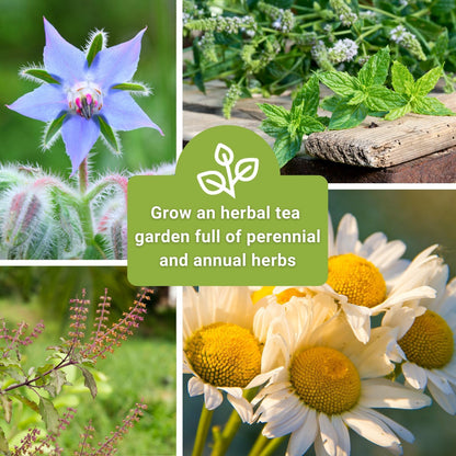 Sow Right Seeds - Large Herbal Tea Garden Seed Collection for Planting - Lemon Balm, Mint
