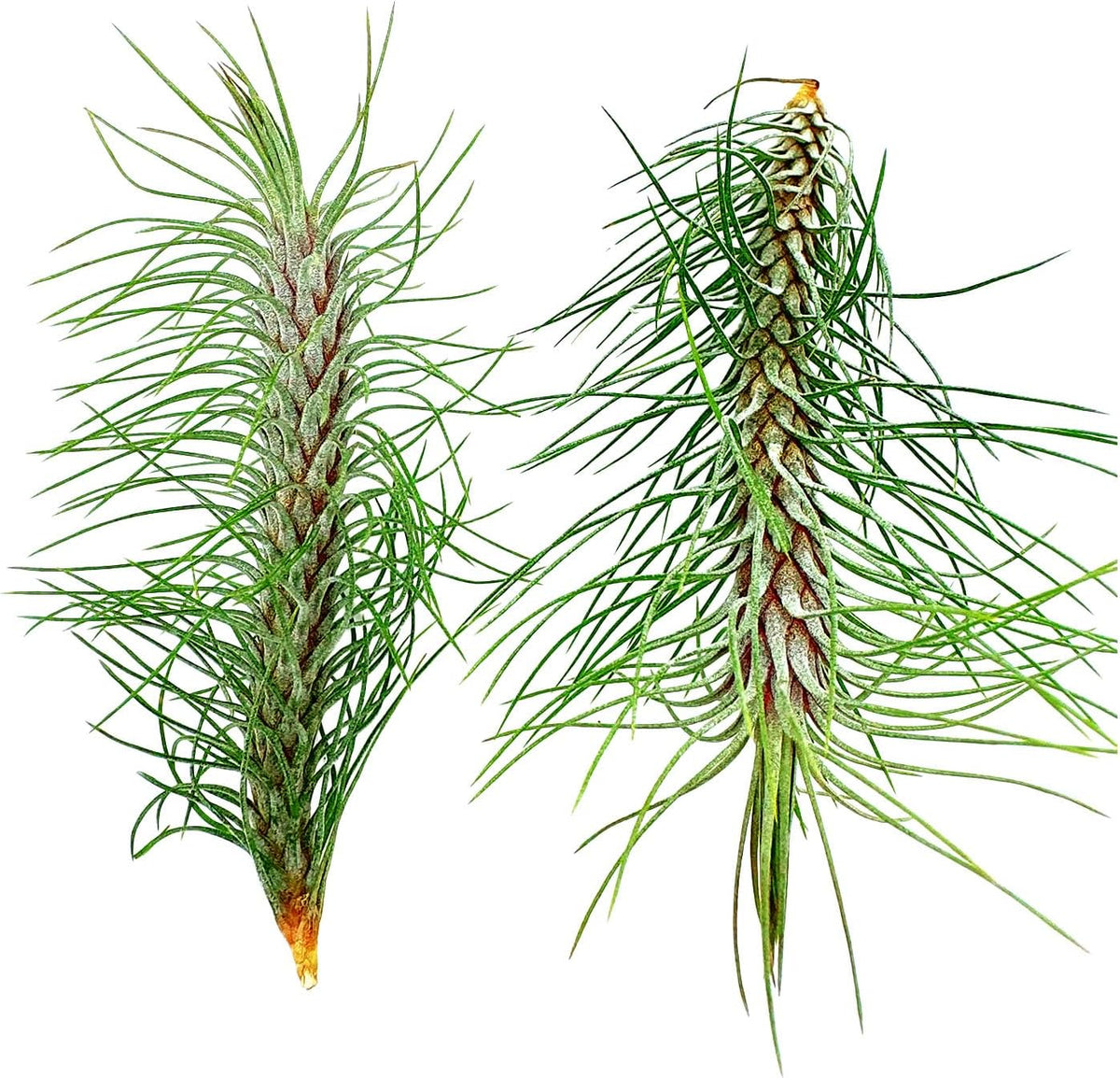 ragnaroc Air Plants - Colombian Tillandsia Funckiana, Large 5" - 2ct - Live Arrival Guaranteed