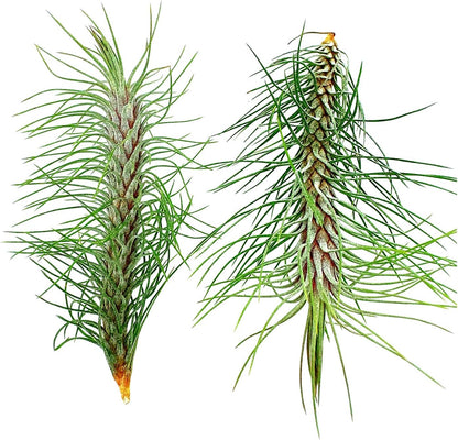 ragnaroc Air Plants - Colombian Tillandsia Funckiana, Large 5" - 2ct - Live Arrival Guaranteed