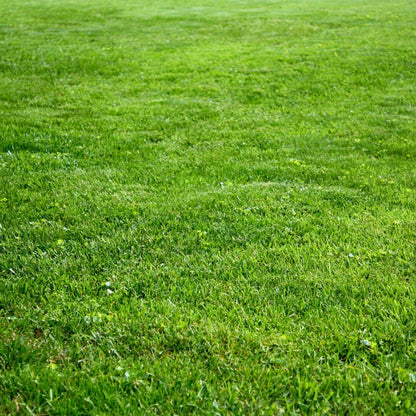 Brownie Brand Kentucky Bluegrass Seed – Premium Lawn Seed for Overseeding, Repairing Bare Spots
