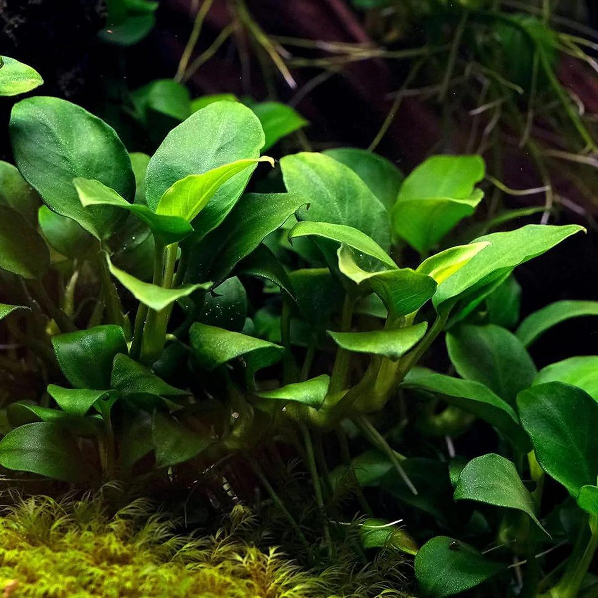 Potted Anubias Plants | Live Freshwater Aquatic Plants for Aquariums and Terrariums - Low Light