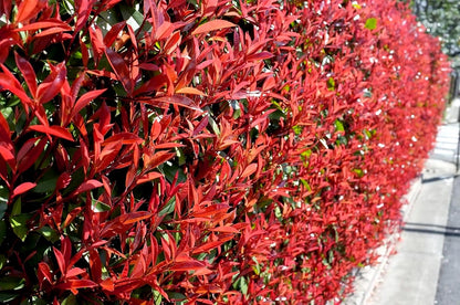 Photinia Red Tip - 3 Live Plants - Photinia x Fraseri - Evergreen Landscape Shrub