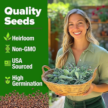 HOME GROWN 𝗨𝗦𝗔 𝗣𝗥𝗘𝗠𝗜𝗨𝗠 White Sage Seeds 323 Pack 𝗡𝗢𝗡-𝗚𝗠𝗢 Heirloom Seeds - Grow