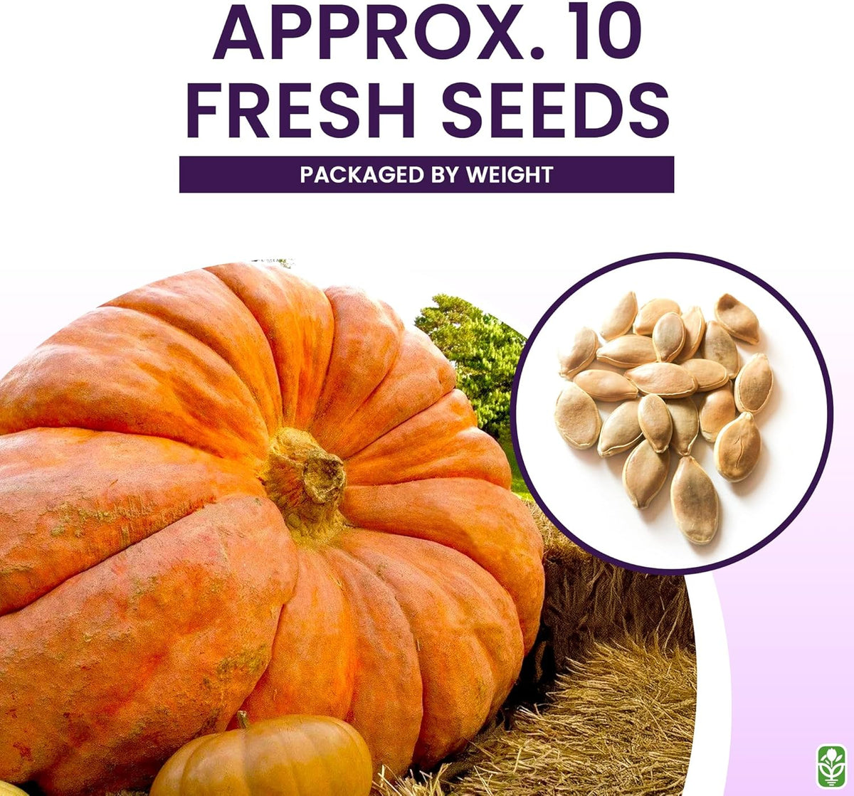 Giant Pumpkin Seeds for Planting – 10 Dill’s Atlantic Seeds for Record-Breaking Pumpkins!