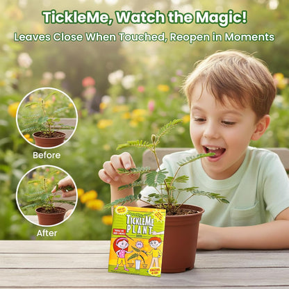 TickleMe Plant Birthday Party Favors (Pack of 2) | Leaves Fold When You Tickle It, Reopen in