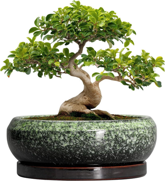 Bonsai Pots - 13 Inch Ceramic Succulent Planters Indoor, Round Shallow Planter with Drainage Hole