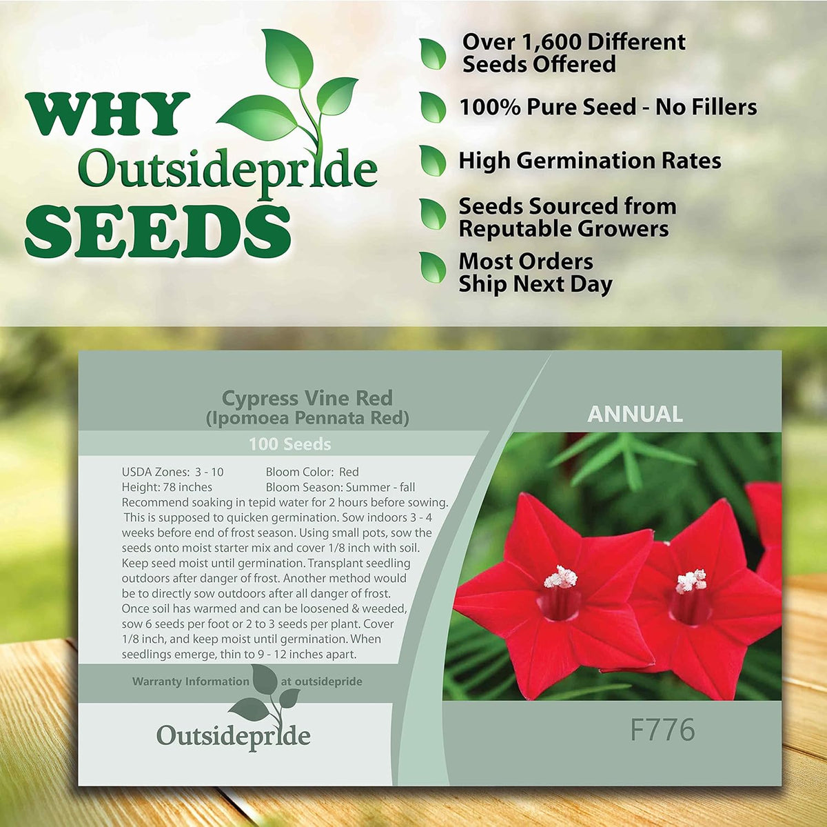 Outsidepride Red Cypress Vine Seeds - 200 Pcs Annual Flower Seeds with Nectar-Rich, Star-Shaped